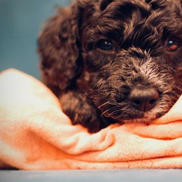 Poodle Puppies from Reuter Clan Poodles