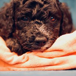 Poodle Puppies from Reuter Clan Poodles