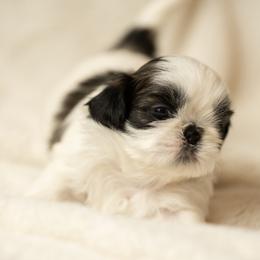 Shih Tzu Puppies from Good Lil Shih Tzu
