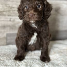 Jasper - Chocolate male Goldendoodle puppy in Redmond, Oregon from Bourbon and Lace Doodles