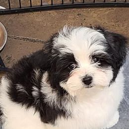 Doberman Pinschers and Havanese from Los Arriba Havanese