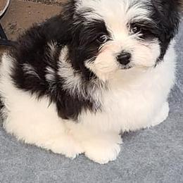 Doberman Pinschers and Havanese from Los Arriba Havanese