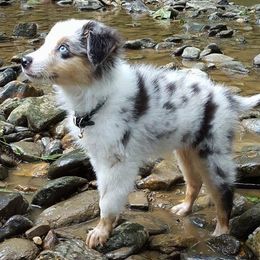 Miniature American Shepherds from Hush Puppies