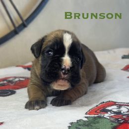 Brunson - Fawn male Boxer puppy in Cicero, New York from MK Boxer Haven of CNY