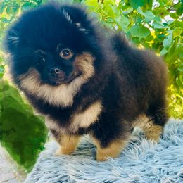 Bobo - Black and tan male Pomeranian puppy in Arizona from Sun Flower Pom