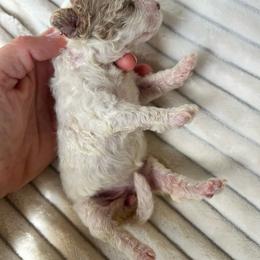 Cream puppy - Cream female Poodle puppy in Dallas, Georgia from West Cobb Dogs