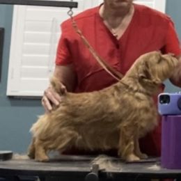 Beckett - Norfolk Terrier