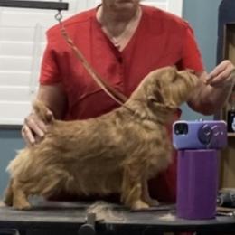 Beckett - Norfolk Terrier