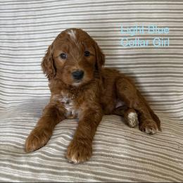 Light Blue Collar Female - Apricot female Goldendoodle puppy in Pasadena, Texas from Knightsbane Standard Poodles