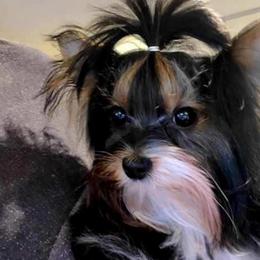 Baby girl - Black tan and white female Biewer Terrier puppy in Rocklin, California from Precious Jewels Biewer Terriers