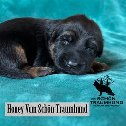 Honey - Black and red female German Shepherd puppy in Garland, Maine from Vom Schön Traumhund