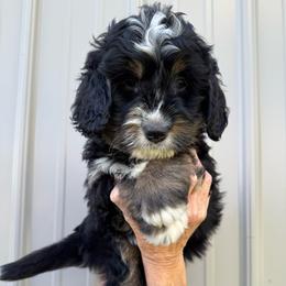 Purple - Tri-color male Bernedoodle puppy in Petersburg, Michigan from Brittany’s Mini Bernedoodles