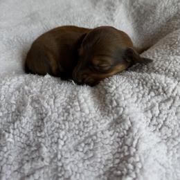 Charlie - Red male Dachshund puppy in Weatherford, Texas from Boujee Dachshunds