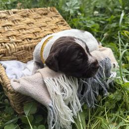 Wirehaired Pointing Griffon Puppies from Idleista Grand Chasseur