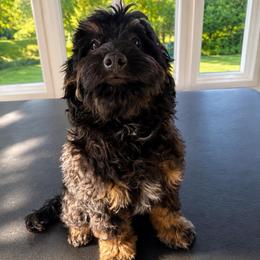 Cherry cola - Phantom female Bernedoodle puppy in North Royalton, Ohio from Johnson's Doodles