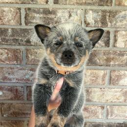 Boy 1 - Blue male Australian Cattle Dog puppy in Irvington, Kentucky from Dry Valley’s Australian Cattle Dogs