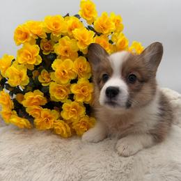 Topeka - Red female Pembroke Welsh Corgi puppy in Minooka, Illinois from Lucky J Corgis
