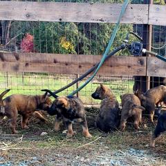 Belgian Laekenois Puppies from Cal Curly Coats Belgian Laekenois
