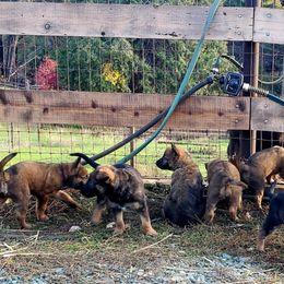 Belgian Laekenois Puppies from Cal Curly Coats Belgian Laekenois