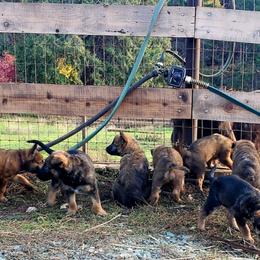 Belgian Laekenois Puppies from Cal Curly Coats Belgian Laekenois