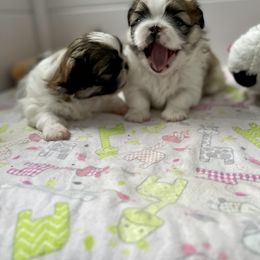 Pekingese Puppies from Della Serra Pekingese