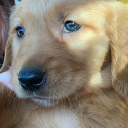 Golden Retriever Puppies from Graceful Goldens