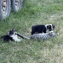 Pembroke Welsh Corgis from Bone Creek Ranch