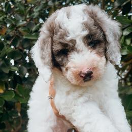 Meg - Parti female Goldendoodle puppy in Cocoa, Florida from The Coastal Homestead