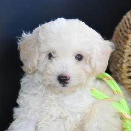 Aspen (AKC) - White male Poodle puppy in Rainbow City, Alabama from Misioh Poodles