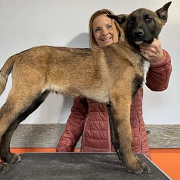 Belgian Malinois Puppies from Abby's Belgian Malinois