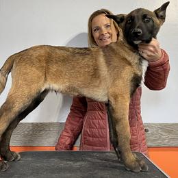 Belgian Malinois Puppies from Abby's Belgian Malinois