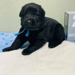 Major - Black male German Shepherd puppy in Stanardsville, Virginia from Majestic K9 LLC