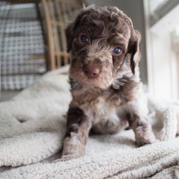 Puppy 2 - Merle female Goldendoodle puppy in Savannah, Georgia from Vino and Vespa Doodles