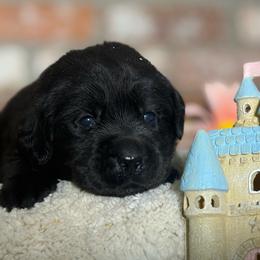 Sandcastle - Black male Labrador Retriever puppy in Dixon, California from Rosslyn Labradors (Rose-Line)