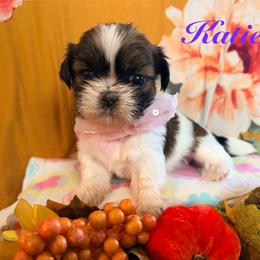 Katie - Tricolor female Shih Tzu puppy in Hemet, California from Aloha Shih Tzu