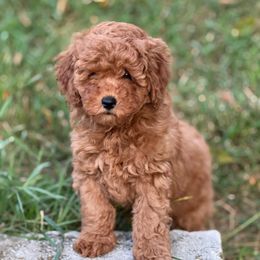 Randy - Apricot male Poodle puppy in Bettendorf, Iowa from Red Door Poodles