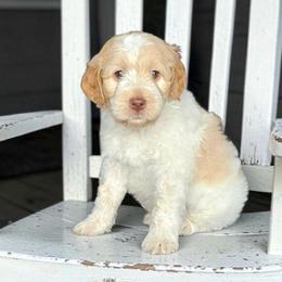 Eddie - Caramel cream male Australian Labradoodle puppy in Glenford, Ohio from Mi-De Doodles