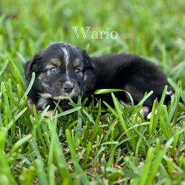 Miniature Australian Shepherd Puppies from Fuller’s Fluffy Friends