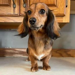 Daisy - Dachshund