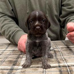 Boy 2 (Gunner) - Brown and gray male Wirehaired Pointing Griffon puppy in Shelley, Idaho from Western Gundogs