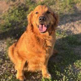 Barbie - Golden Retriever