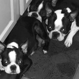 Boston Terriers from Coastie Canines