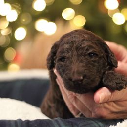 Goldendoodle Puppies from Doodles of Stonington