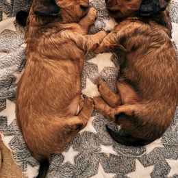 Dachshund Puppies from The Teacup Homestead Miniature Dachshunds