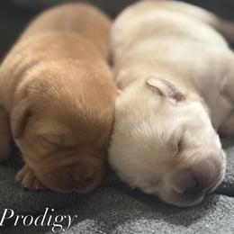 Labrador Retriever puppies from Prodigy Therapy Dogs