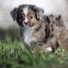Buddy - Blue merle male Toy Australian Shepherd puppy in Georgetown, Texas from Minikin Manor