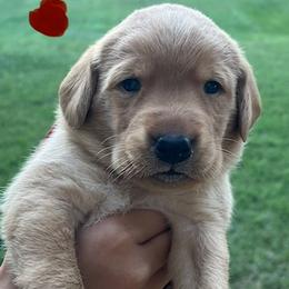 Red collar male - Yellow male Labrador Retriever puppy in Stokesdale, North Carolina from Belews Creek Gundogs