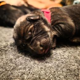 Red collar (Chilli) - Sable female German Shepherd puppy in Hermitage, Pennsylvania from Shepherds of the Hundred Acres