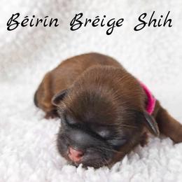 AKC Red Female (Hot Pink Collar) - Red female Shih Tzu puppy in Las Vegas, Nevada from Beirin Breige Shih Tzus