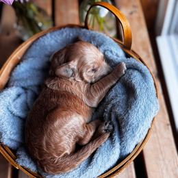 Katara - Apricot female Goldendoodle puppy in Glen Daniel, West Virginia from Dani’s Doodles